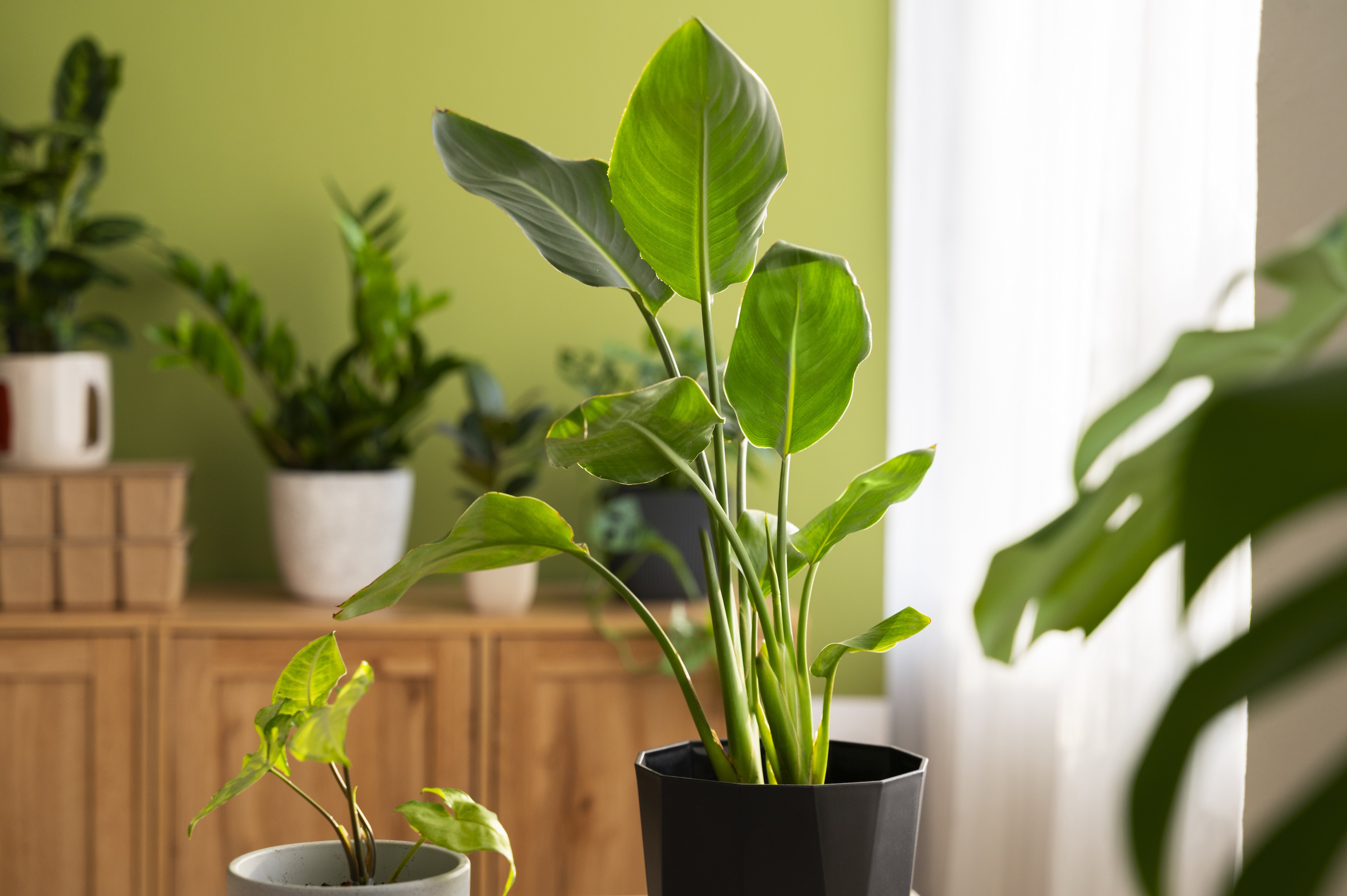 Indoor Plants: Nature`s Secret to a Beautiful Home